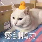 規(guī)避公開招標如何界定